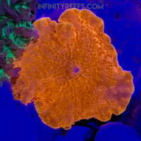 Atomic Orange Mushroom