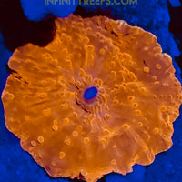 Atomic Orange Mushroom