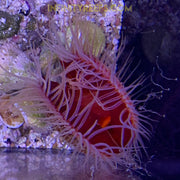 Flame Scallop