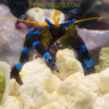 Electric Blue knuckle Hermit