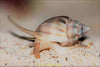 Nassarius Snails - Sand Cleaners