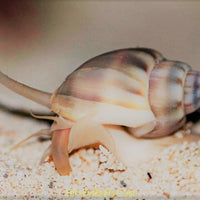 Nassarius Snails - Sand Cleaners