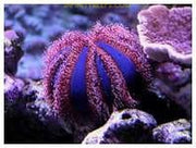 Royal Tuxedo Urchin