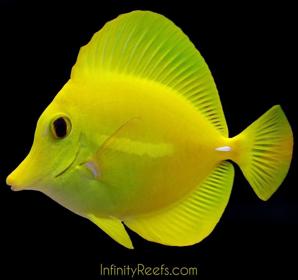 Yellow Tang (AquaCultured) | Infinity Reefs