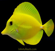 Yellow Tang (AquaCultured)