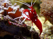 Blood (Fire) Shrimp