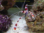 Coral Banded Shrimp