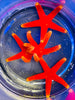 Red Fromia yellow-tip Starfish