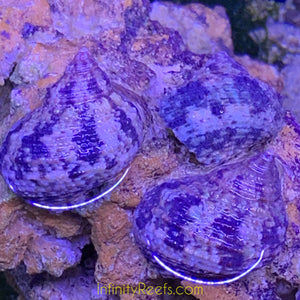 Zebra Turbo Snail (Belize)