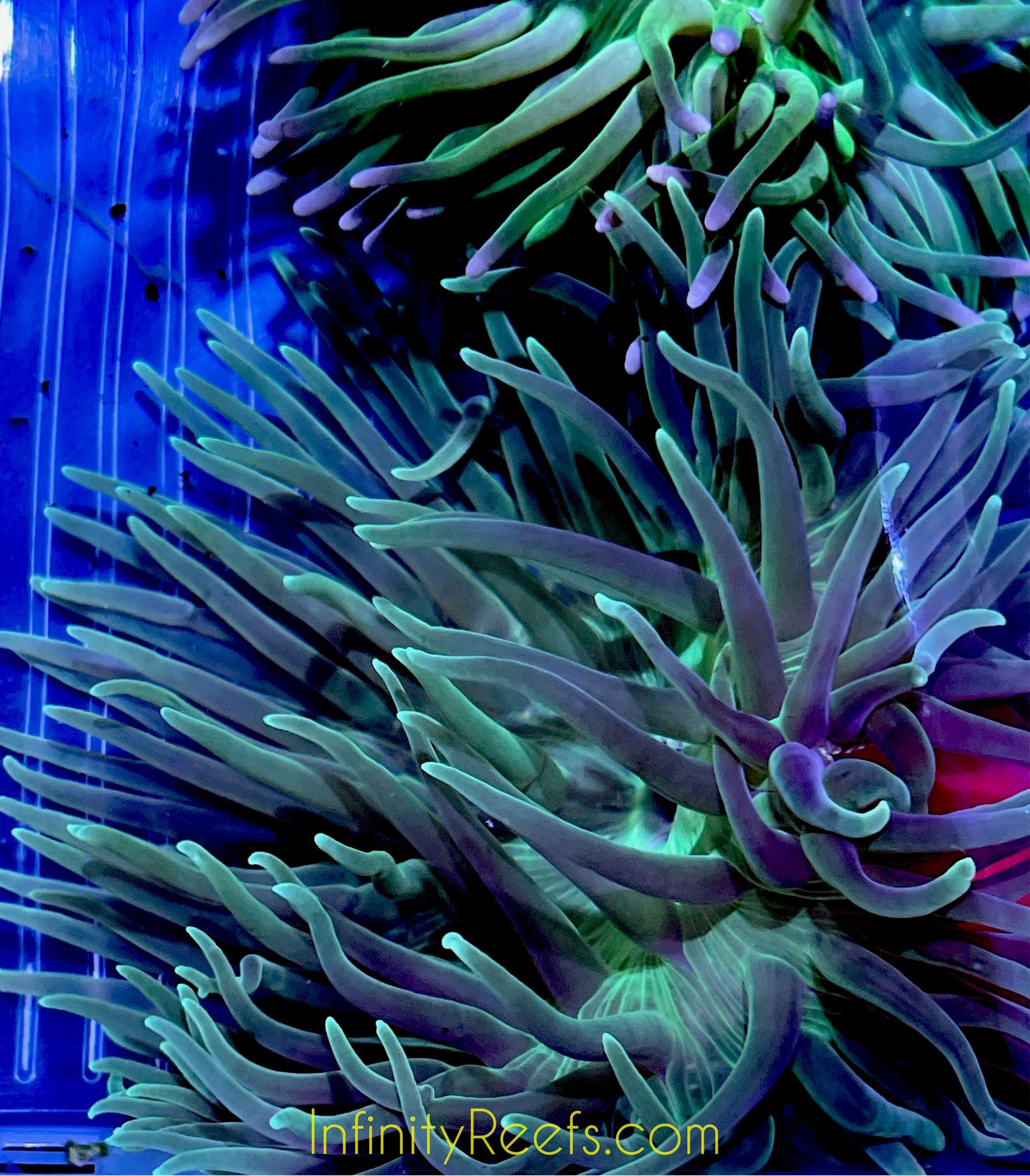 anemone  アネモネ 2015年 June corals-anonymous-