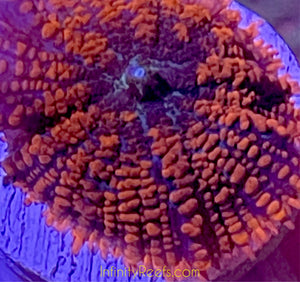 Orange Rhodactis Mushroom - asst’d