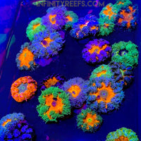 Rock Flower Anemones - Ultra Colors
