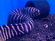 Zebra Moray Eel - Reef Safe