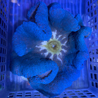 Blue Haddoni Carpet Anemone