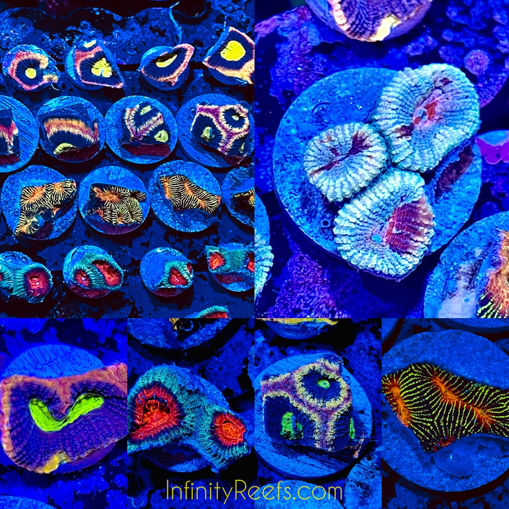 Infinity Reefs Favia 5-Pack