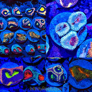 Infinity Reefs Favia 5-Pack