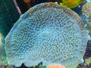 Giant Cup Mushroom
