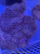 Bubble Tip Anemone (basic)