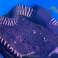 Zebra Moray Eel - Reef Safe