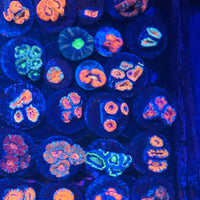Acan Frags  1”