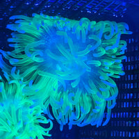 Neon Glow Highlighter Long Tentacle Anemone