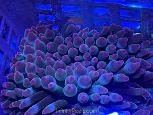 Pink Tip Bubble Tip Anemone 2-3”