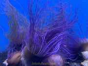 Mixed Color Tube Anemones (Md/Lg)