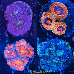 Acan Frags  1”