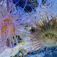Mixed Color Tube Anemones (Md/Lg)