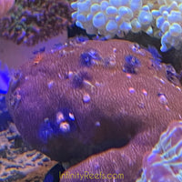 Indo Xmas Tree Porites Coral