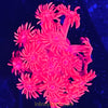Australian Red / Pink Goniopora