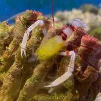 Zanzibar Yellow Coral Banded Shrimp