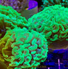 Metallic Ultra Green Australian Hammer Coral