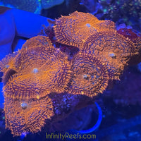 Orange Rhodactis Mushrooms Colony