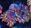 Purple Top Green Hammer Colony