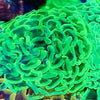 Metallic Ultra Green Australian Hammer Coral