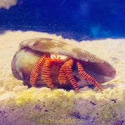 Halloween Hermit Crab