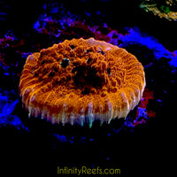 Fancy Assorted Ultra Chalice Coral
