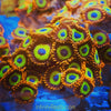 Taiwan Fruit-Loop Zoanthids