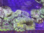 Standard grade Mini Maxi Carpet Anemone 1-3”