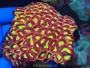 Ultra Australian Favia Colony