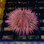 Pincushion Urchin