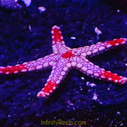 Mosaic Tile Starfish (reef safe)