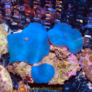 Blue Australian mushroom discosoma