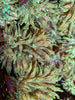 Acid-Washed Bubble Tip Anemones