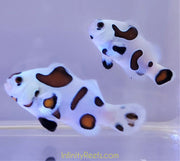 Mocha Storm Clownfish (Pair)