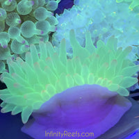 Highlighter Bubbletip Anemones