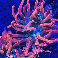Acid Washed Red Bubbletip Anemone - AquaCultured