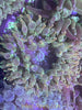 Acid-Washed Bubble Tip Anemones