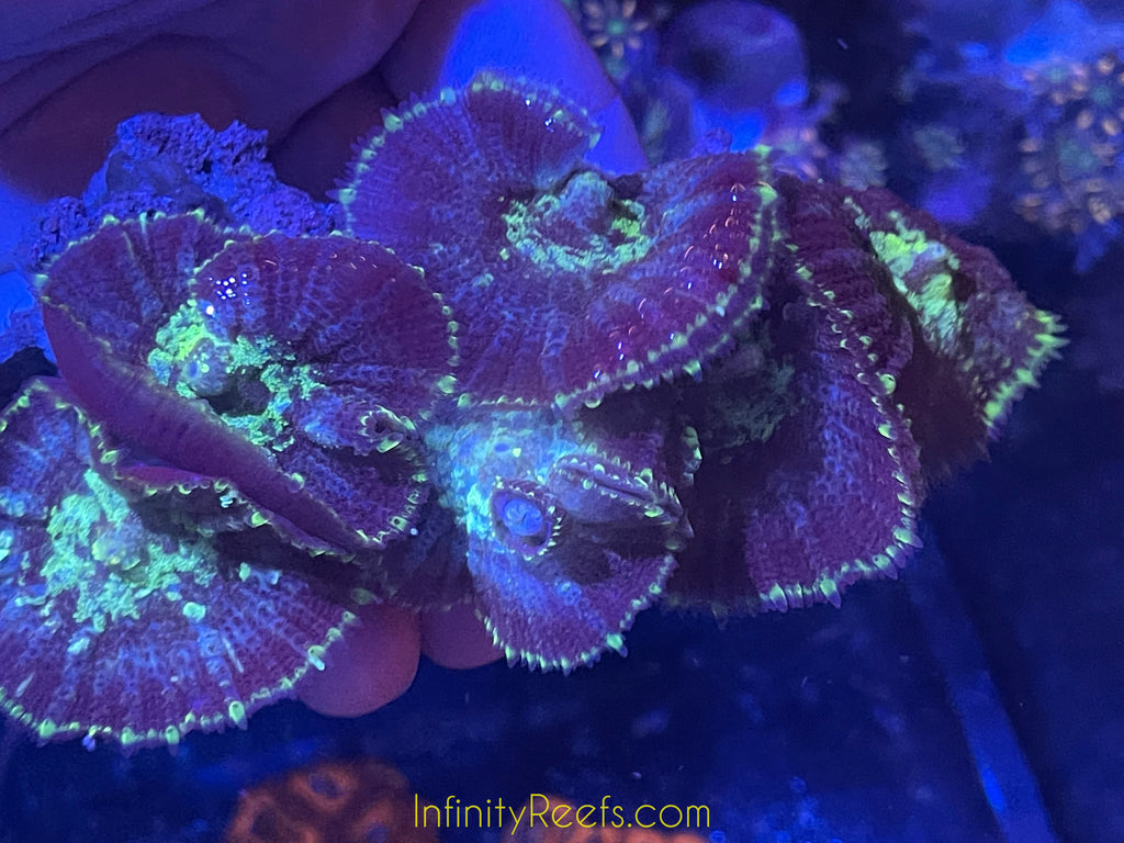 Rhodactis Mushroom Colony